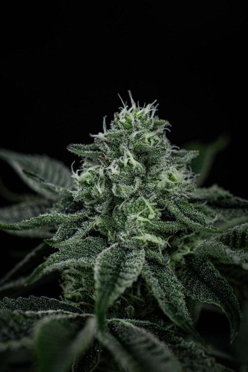 Candy House UKHTA Genetics. Week 13 - Day 89