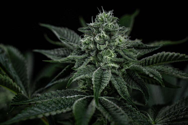 Candy House UKHTA Genetics. Week 13 - Day 89