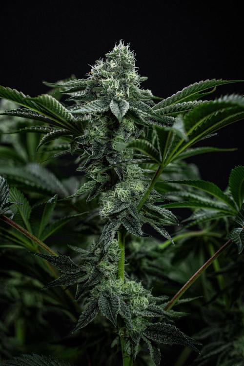 Candy House UKHTA Genetics. Week 13 - Day 89