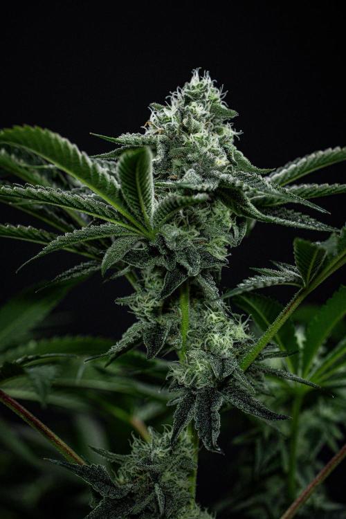 Candy House UKHTA Genetics. Week 13 - Day 89