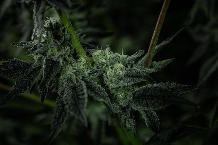 Candy House UKHTA Genetics. Week 13 - Day 89