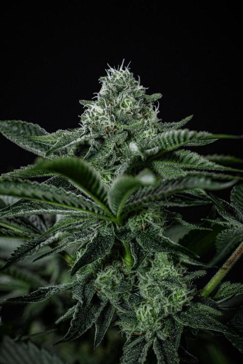 Candy House UKHTA Genetics. Week 13 - Day 89