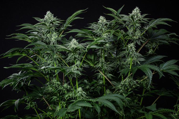 Candy House UKHTA Genetics. Week 13 - Day 89
