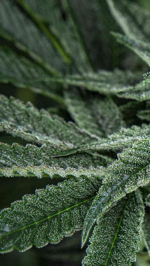 Candy House UKHTA Genetics