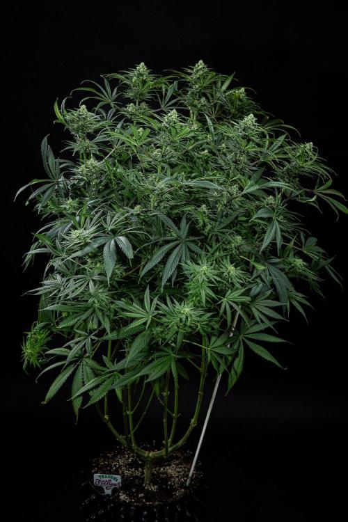 Franco's Fullgas! Green House Seed Co.. Week 13 - Day 89