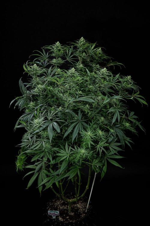 Franco's Fullgas! Green House Seed Co.. Week 13 - Day 89