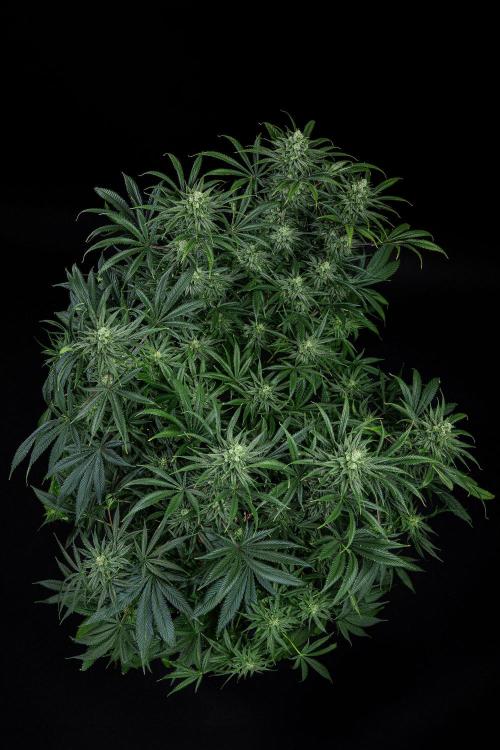 Franco's Fullgas! Green House Seed Co.. Week 13 - Day 89