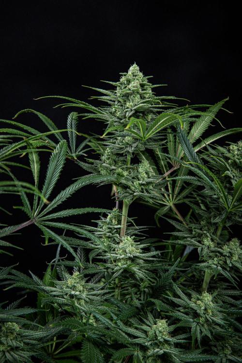 Franco's Fullgas! Green House Seed Co.. Week 13 - Day 89