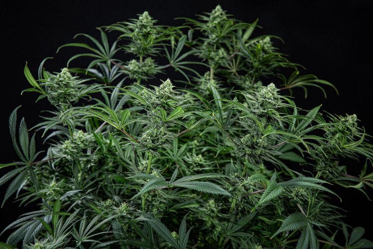 Franco's Fullgas! Green House Seed Co.. Week 13 - Day 89
