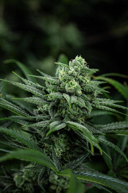 Franco's Fullgas! Green House Seed Co.. Week 13 - Day 89
