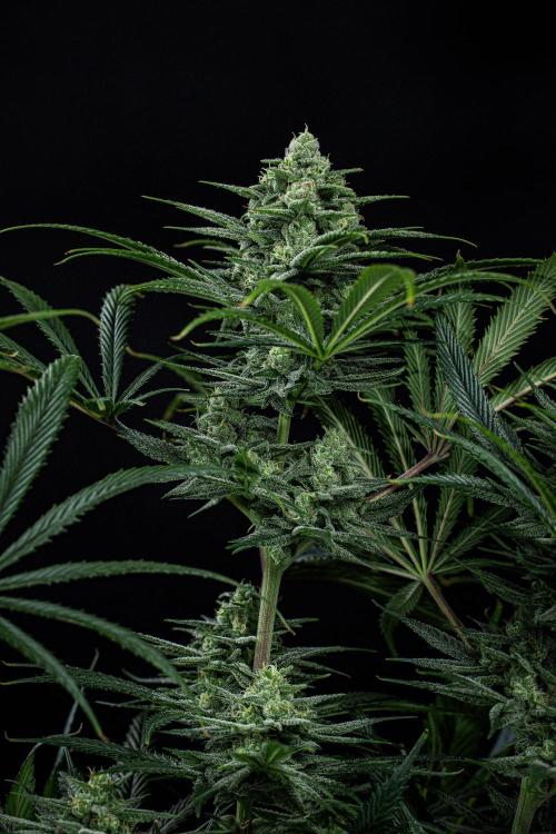 Franco's Fullgas! Green House Seed Co.. Week 13 - Day 89