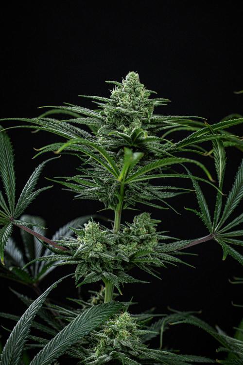 Franco's Fullgas! Green House Seed Co.. Week 13 - Day 89