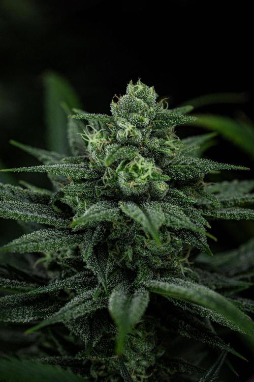 Franco's Fullgas! Green House Seed Co.. Week 13 - Day 89
