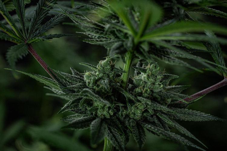 Franco's Fullgas! Green House Seed Co.. Week 13 - Day 89