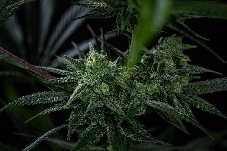 Franco's Fullgas! Green House Seed Co.. Week 13 - Day 89