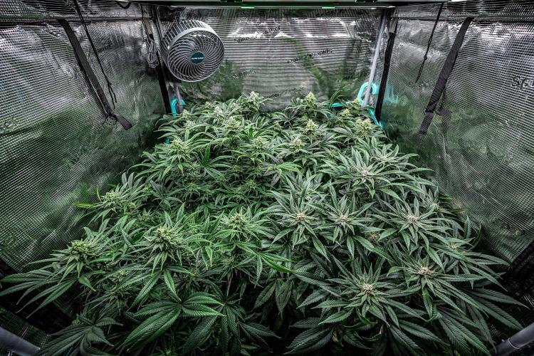 Franco's Fullgas! Green House Seed Co.. Week 13 - Day 89 - tent view - she is the one in the front on the left