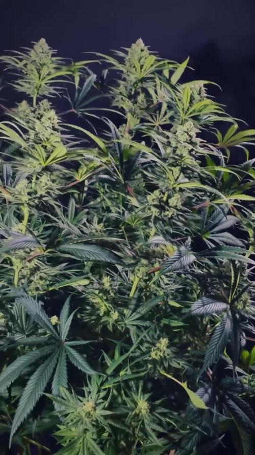 Franco's Fullgas! Green House Seed Co.