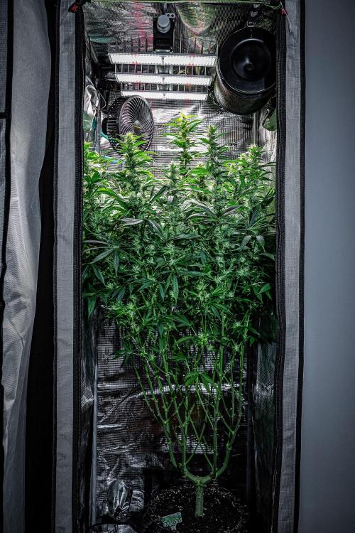 Sticky Broccoli Zamnesia EternityGrowCup. Week 13 - #1 Day 89