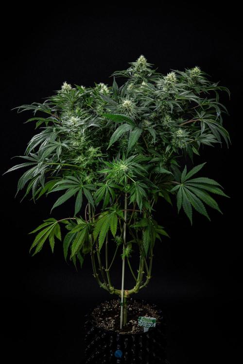 Sticky Broccoli Zamnesia EternityGrowCup. Week 13 - #2 Day 89