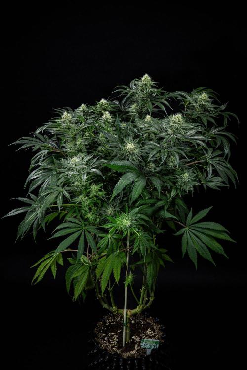 Sticky Broccoli Zamnesia EternityGrowCup. Week 13 - #2 Day 89