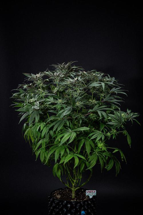 Nori Cake Green House Seed Co.. Week 14 - Day 97
