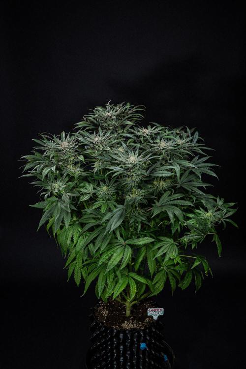 Nori Cake Green House Seed Co.. Week 14 - Day 97