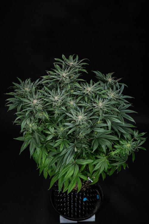 Nori Cake Green House Seed Co.. Week 14 - Day 97