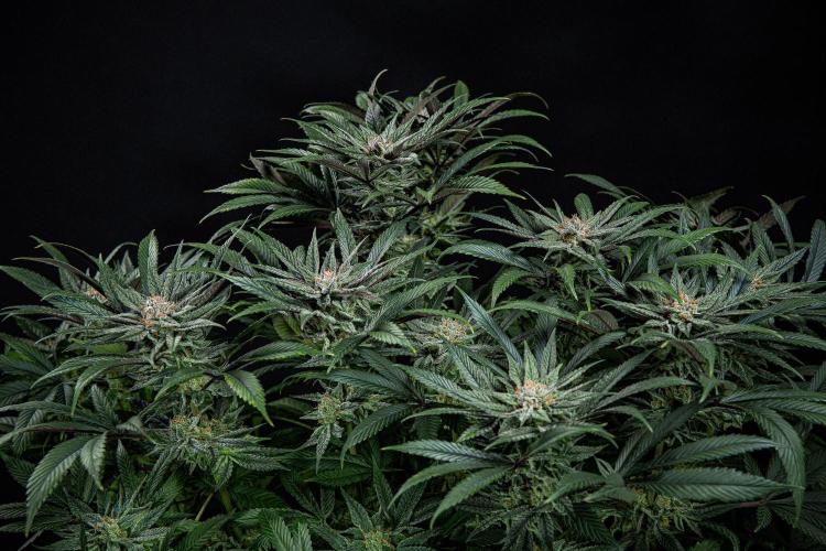 Nori Cake Green House Seed Co.. Week 14 - Day 97