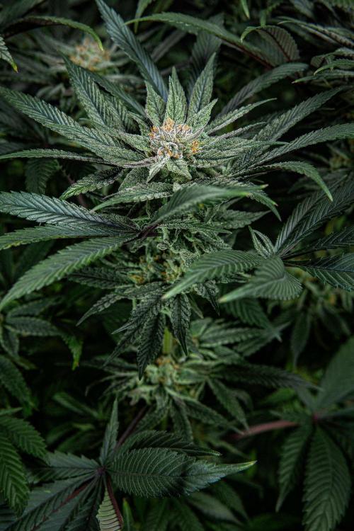 Nori Cake Green House Seed Co.. Week 14 - Day 97