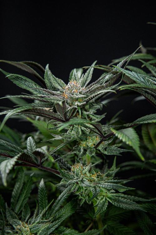 Nori Cake Green House Seed Co.. Week 14 - Day 97