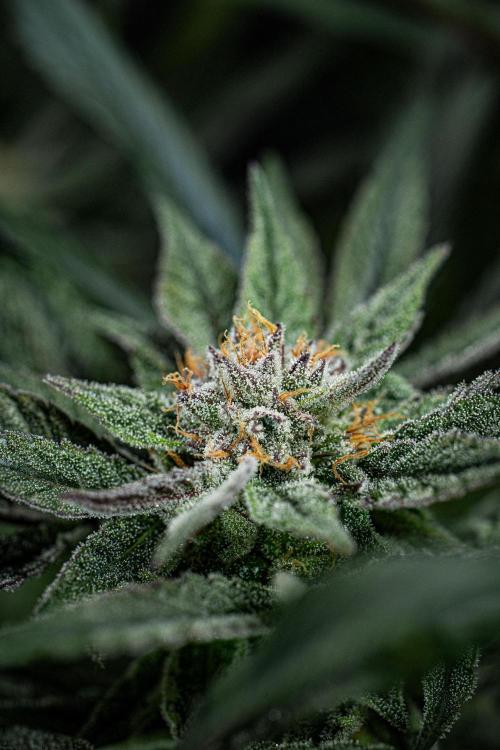 Nori Cake Green House Seed Co.. Week 14 - Day 97