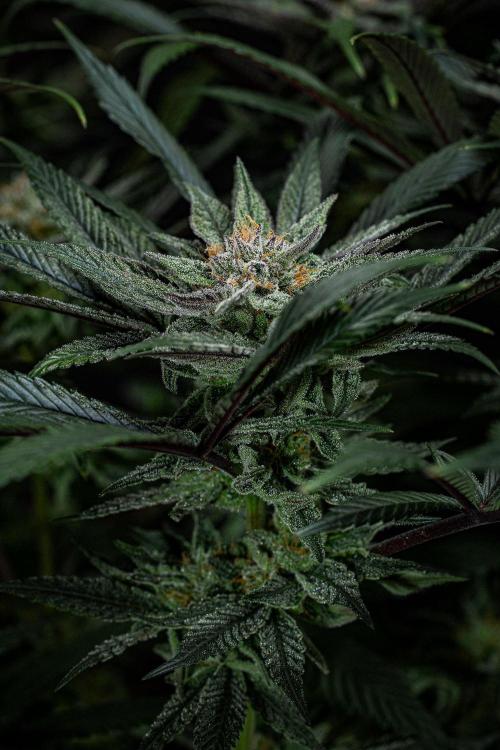 Nori Cake Green House Seed Co.. Week 14 - Day 97