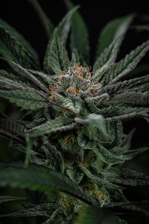 Nori Cake Green House Seed Co.. Week 14 - Day 97