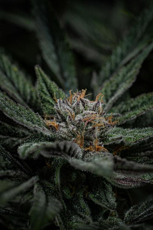Nori Cake Green House Seed Co.. Week 14 - Day 97