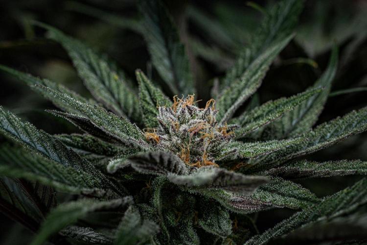 Nori Cake Green House Seed Co.. Week 14 - Day 97