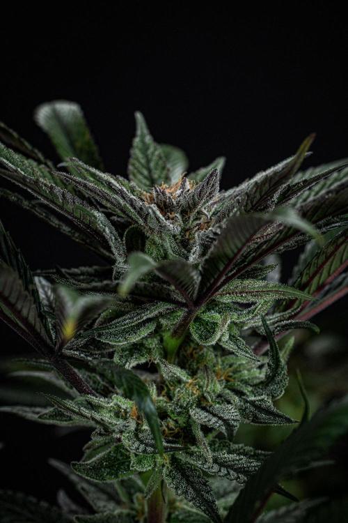 Nori Cake Green House Seed Co.. Week 14 - Day 97