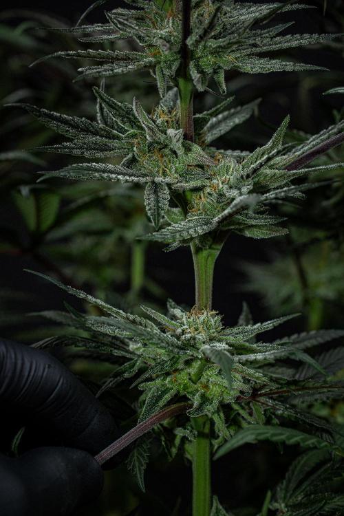 Nori Cake Green House Seed Co.. Week 14 - Day 97