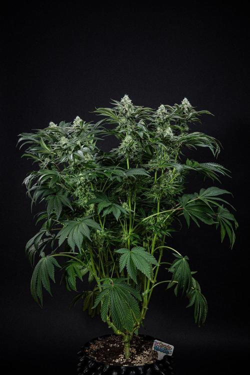 Candy House UKHTA Genetics. Week 14 - Day 97