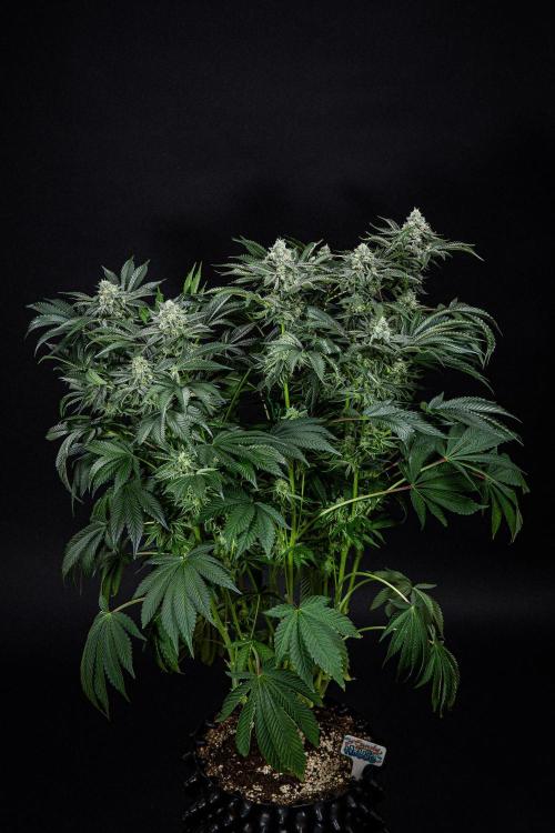 Candy House UKHTA Genetics. Week 14 - Day 97