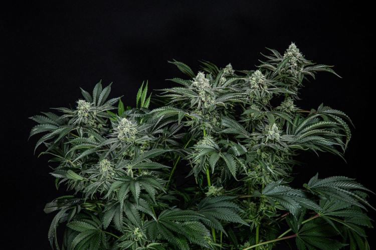 Candy House UKHTA Genetics. Week 14 - Day 97