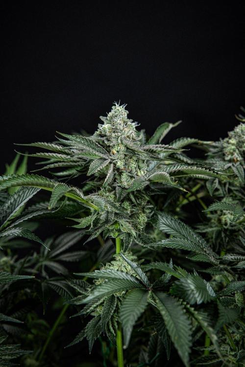 Candy House UKHTA Genetics. Week 14 - Day 97