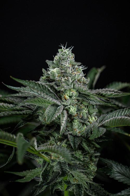 Candy House UKHTA Genetics. Week 14 - Day 97