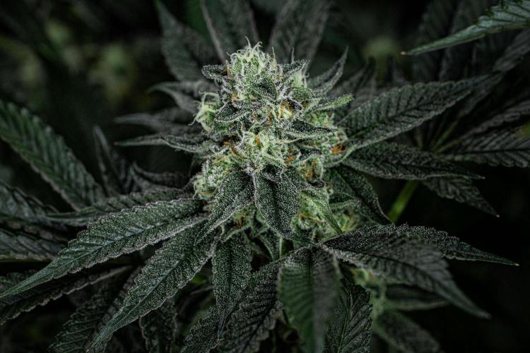 Candy House UKHTA Genetics. Week 14 - Day 97