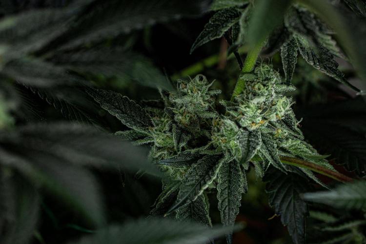 Candy House UKHTA Genetics. Week 14 - Day 97