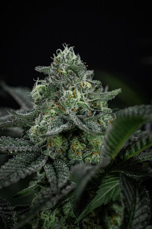 Candy House UKHTA Genetics. Week 14 - Day 97