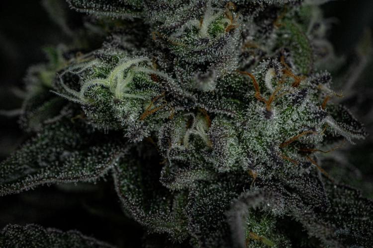 Candy House UKHTA Genetics. Week 14 - Day 97