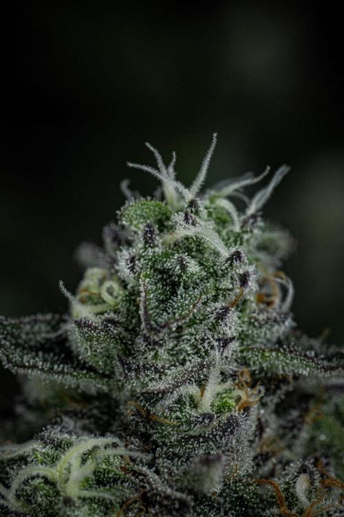 Candy House UKHTA Genetics. Week 14 - Day 97