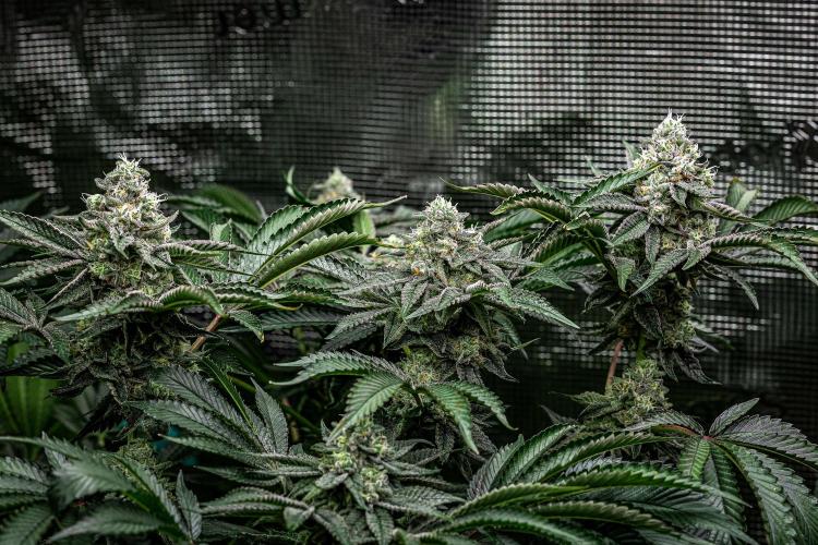 Candy House UKHTA Genetics. Week 14 - Day 97