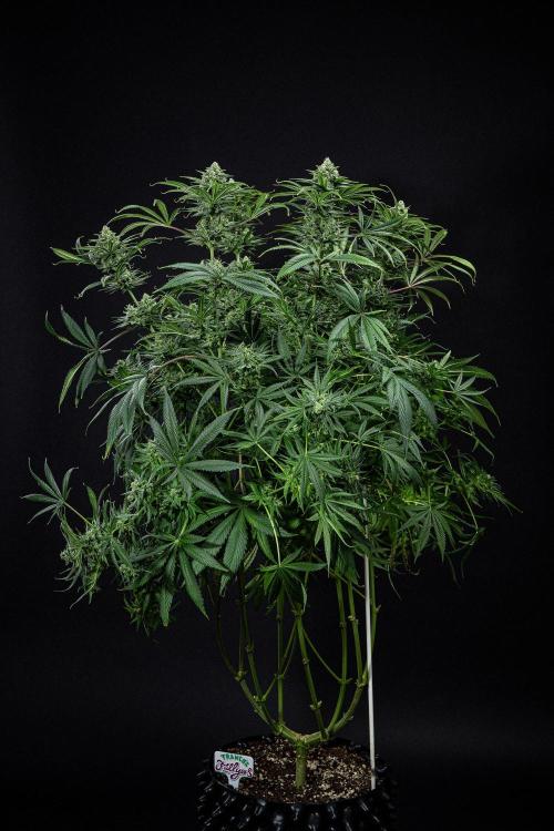 Franco's Fullgas! Green House Seed Co.. Week 14 - Day 97