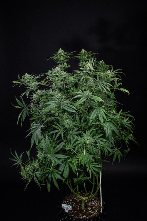 Franco's Fullgas! Green House Seed Co.. Week 14 - Day 97